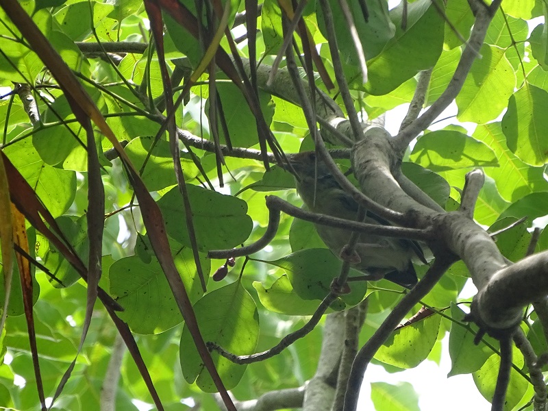 Rufous-browed peppershrike, Cozumel subspecies (Cyclarhis gujanensis insularis)