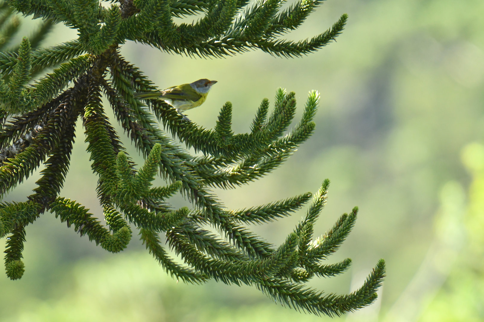 Rufous-browed Peppershrike Cyclarhis gujanensis