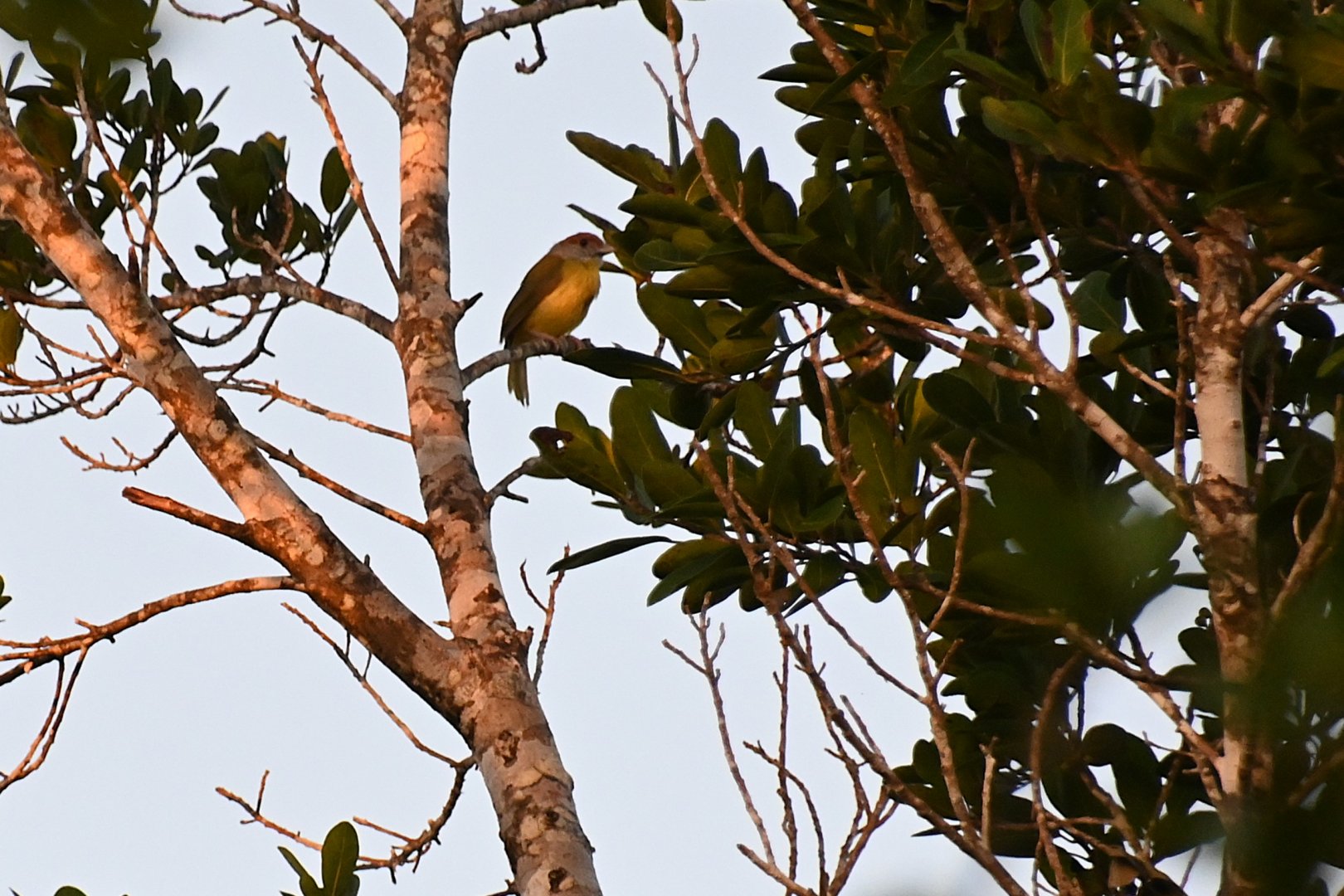 Rufous-browed peppershrike (Cyclarhis gujanensis)