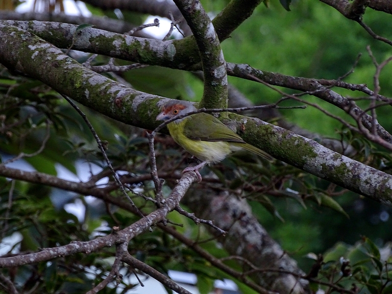 Rufous-browned pepper shrike