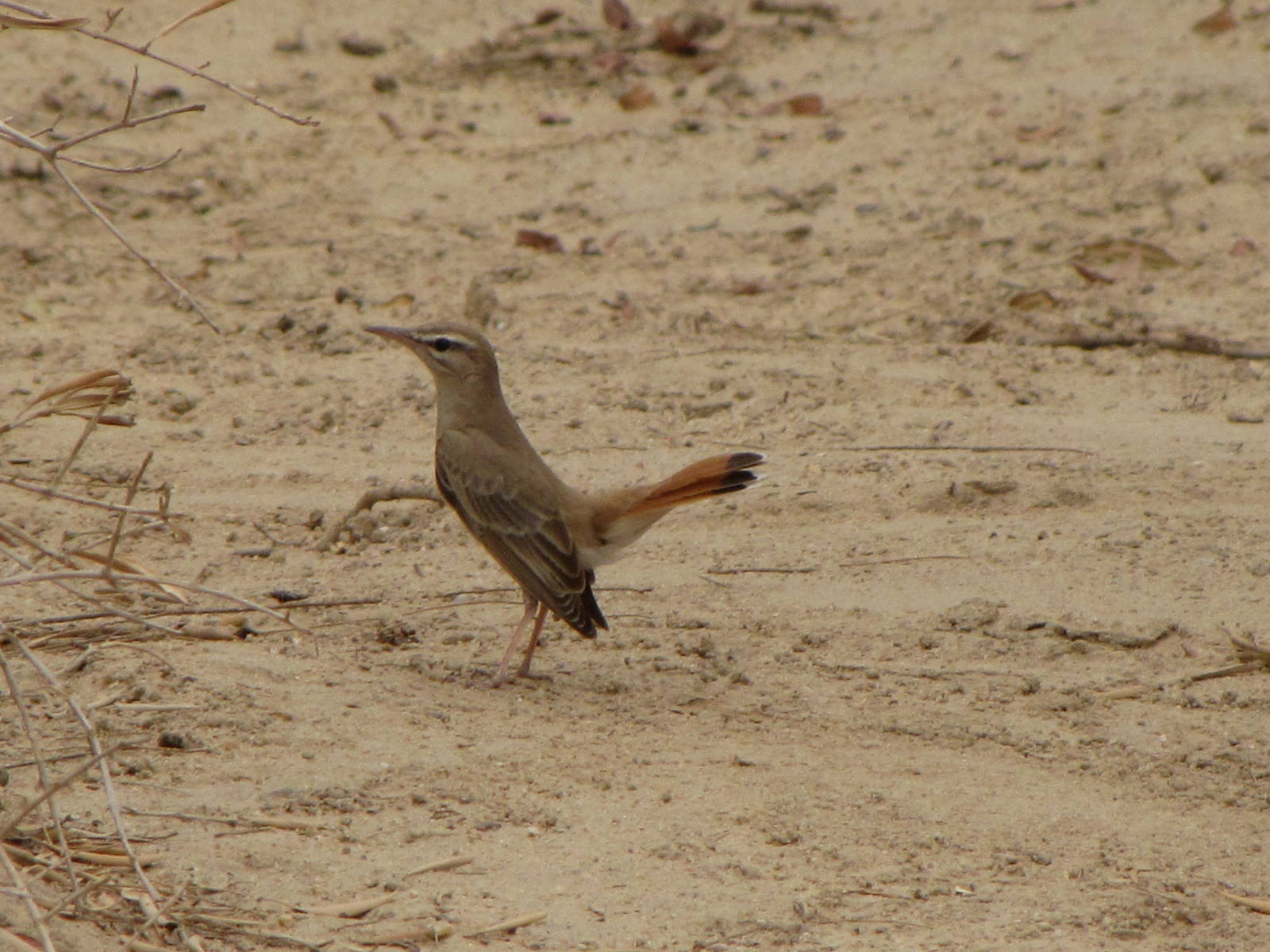 Rufous bush robin