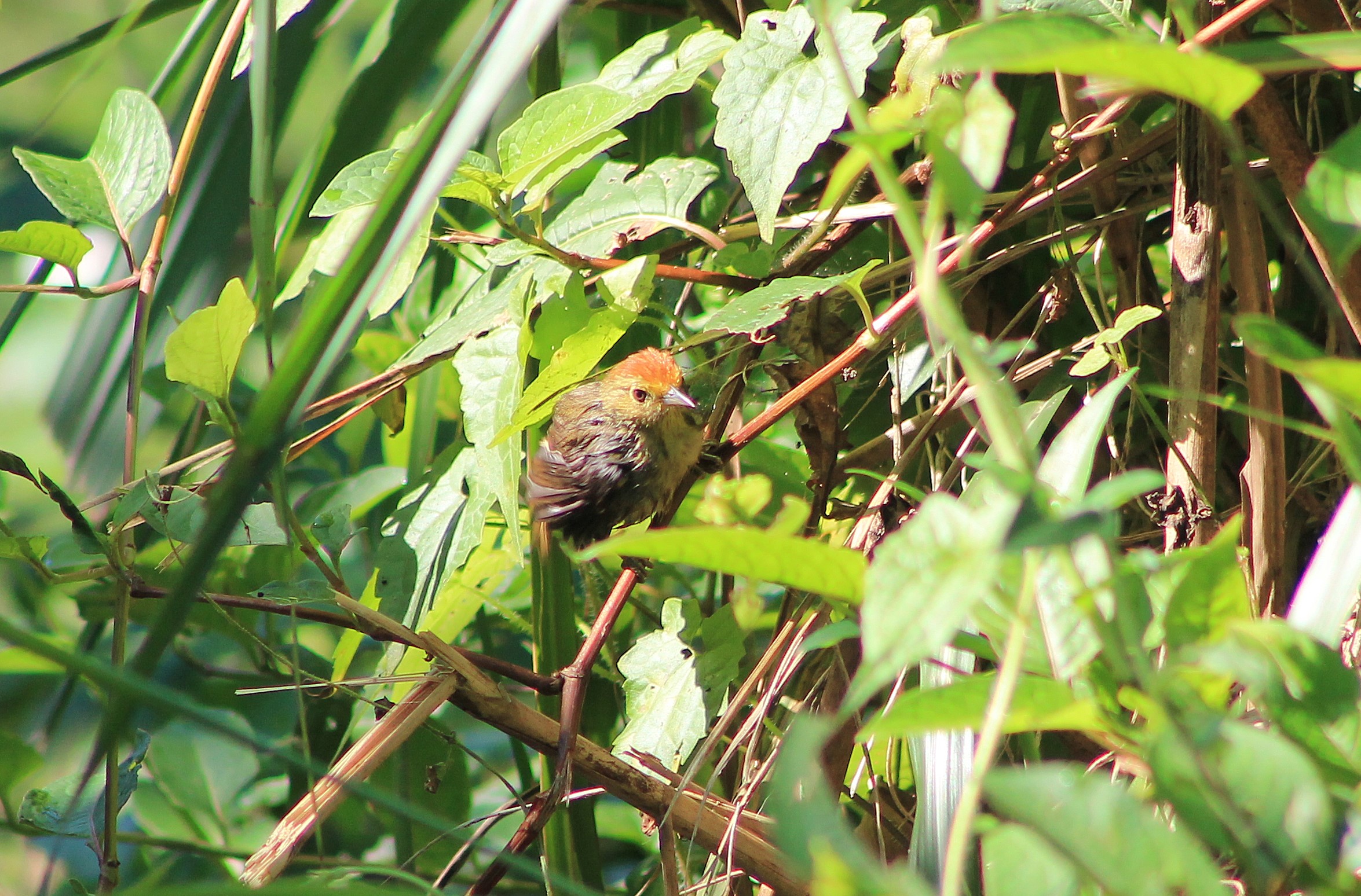 Rufous-capped Babbler (Cyanoderma ruficeps)