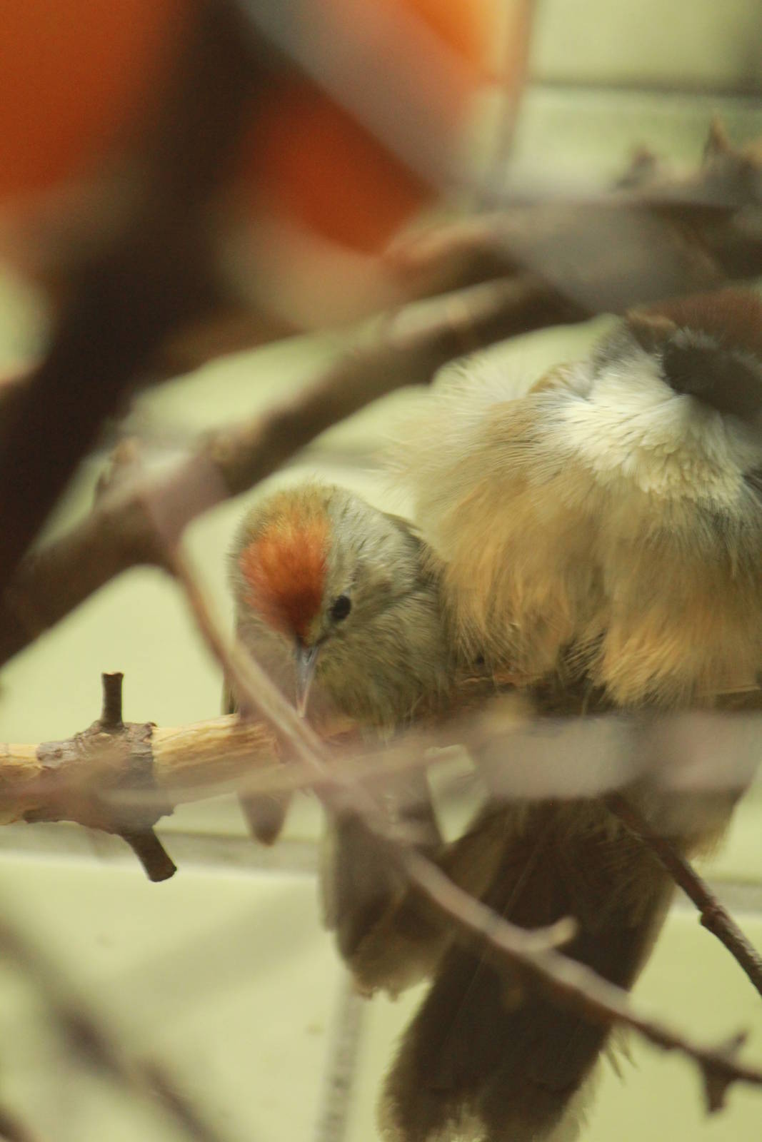 Rufous-capped Babbler
