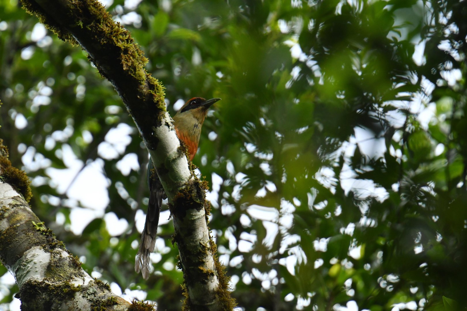 Rufous-capped Motmot (Baryphthengus ruficapillus)