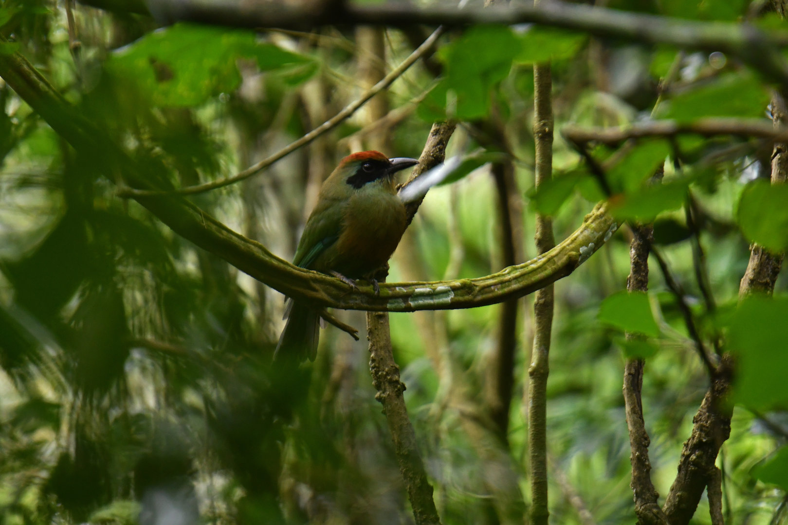 Rufous-capped Motmot Baryphthengus ruficapillus