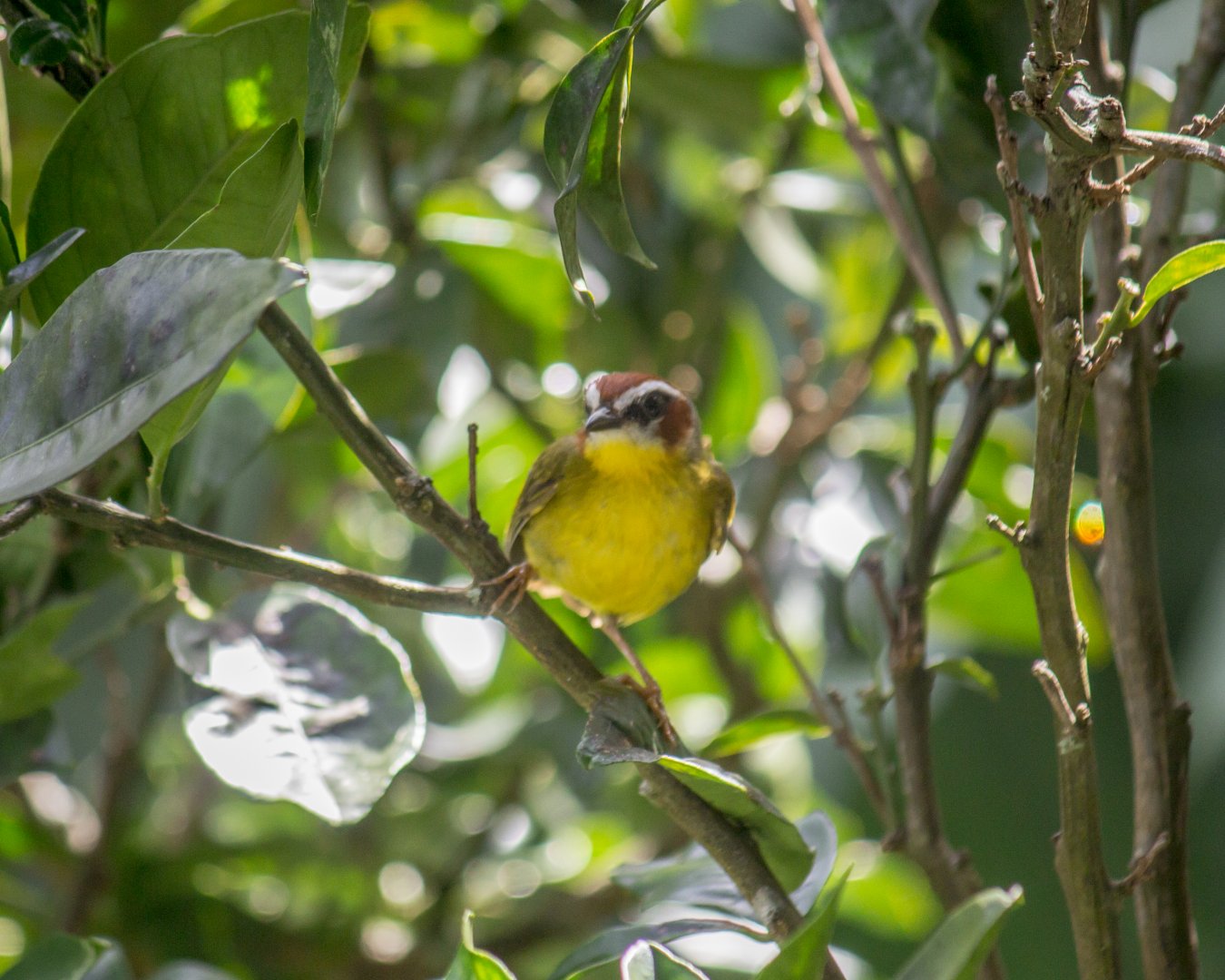 Rufous-capped warbler, Basileuterus rufifrons