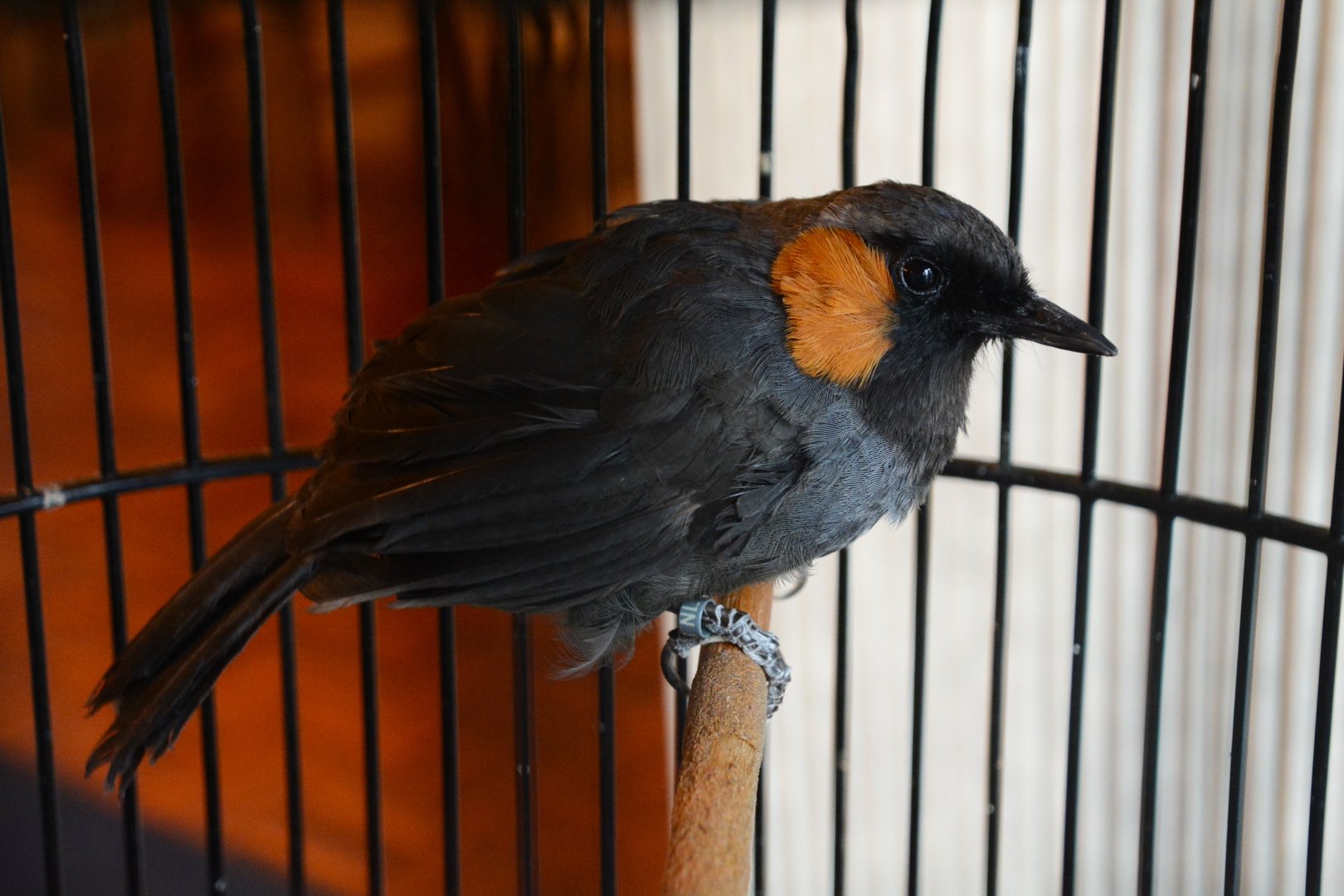 Rufous-cheeked laughingthrush (Garrulax castanotis castanotis)