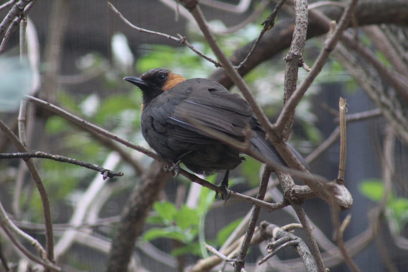Rufous-Cheeked Laughingthrush