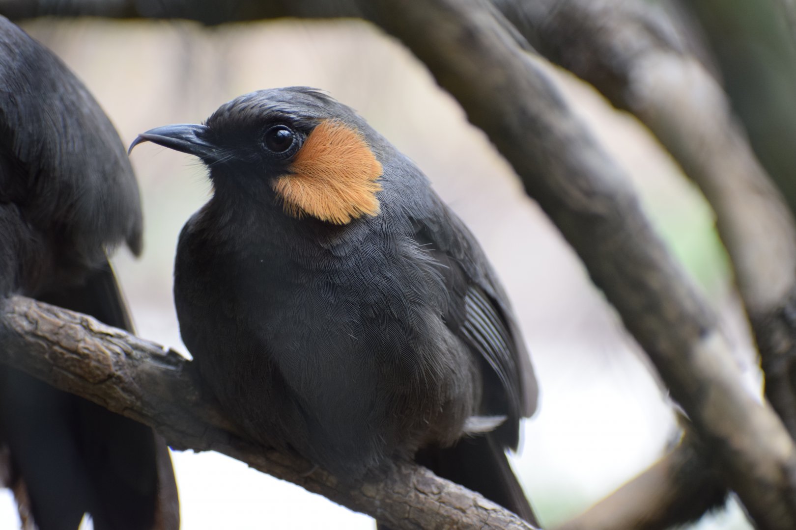 Rufous-cheeked laughingthrush