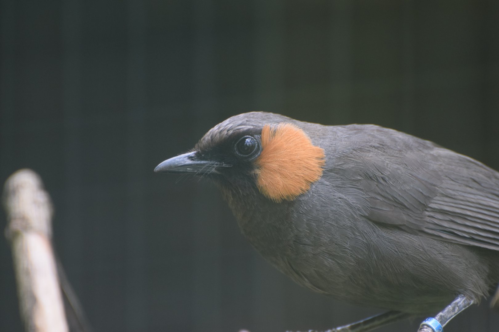 Rufous-cheeked laughingthrush