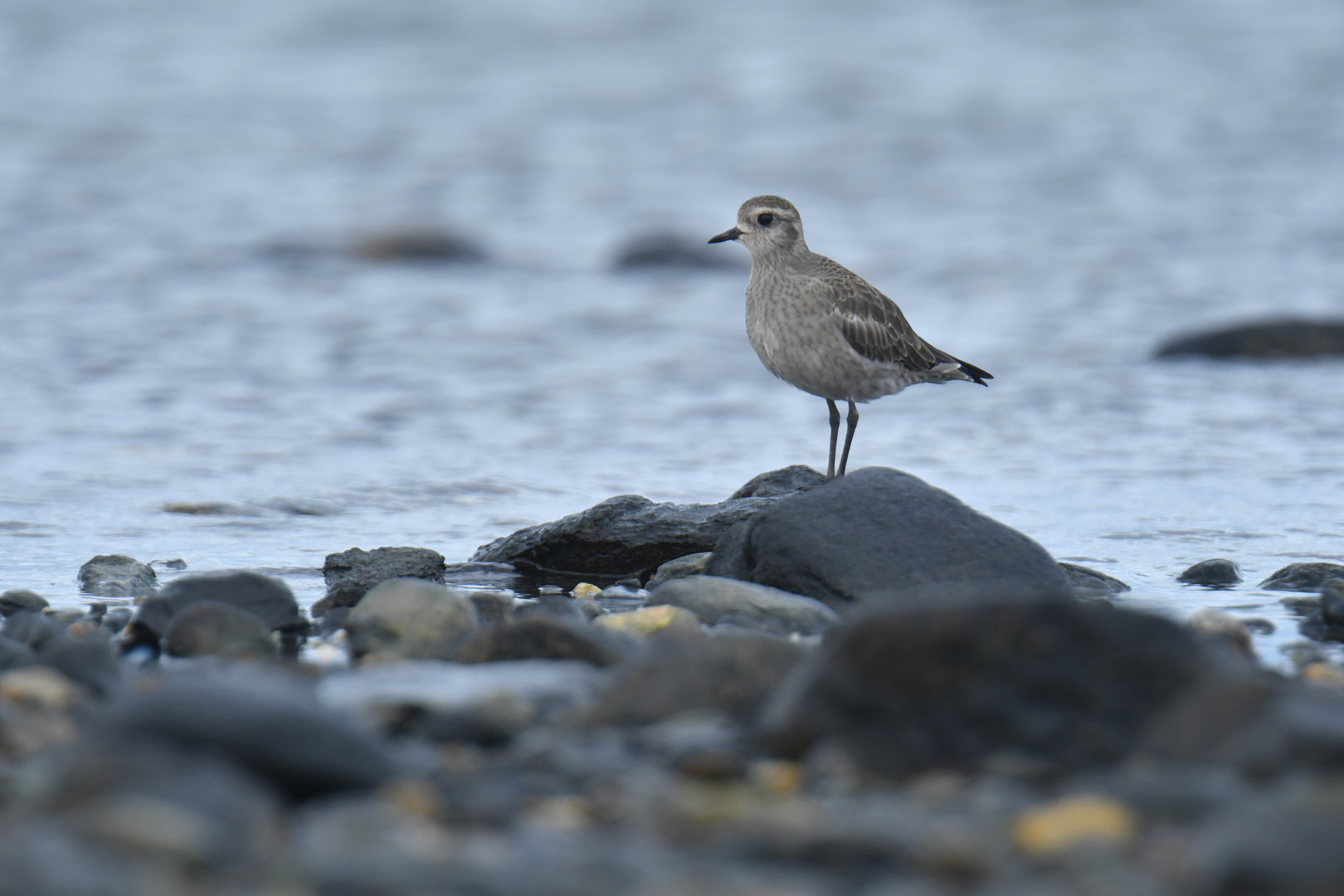 Rufous-chested Plover Charadrius modestus