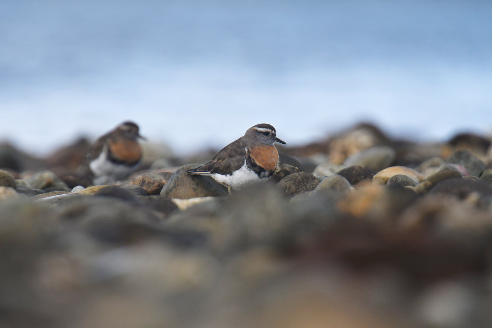 Rufous-chested Plover Charadrius modestus