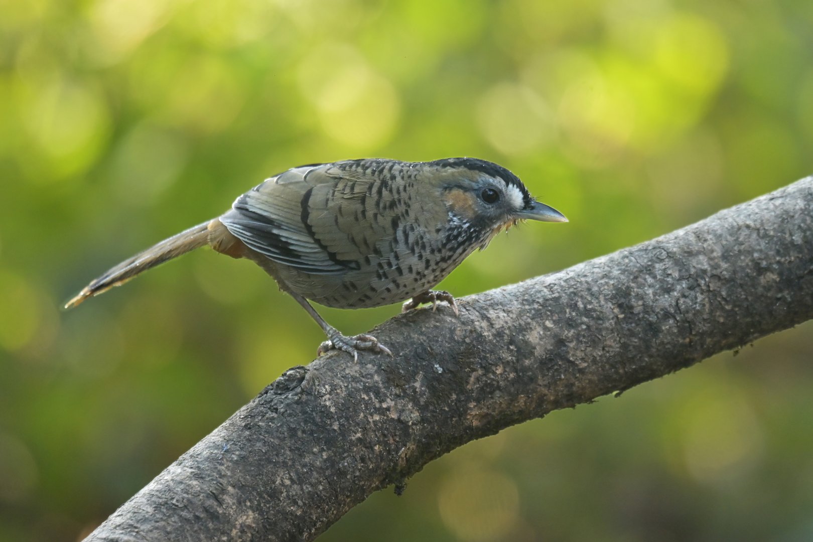 Rufous-chinned Laughingthrush Ianthocincla rufogularis