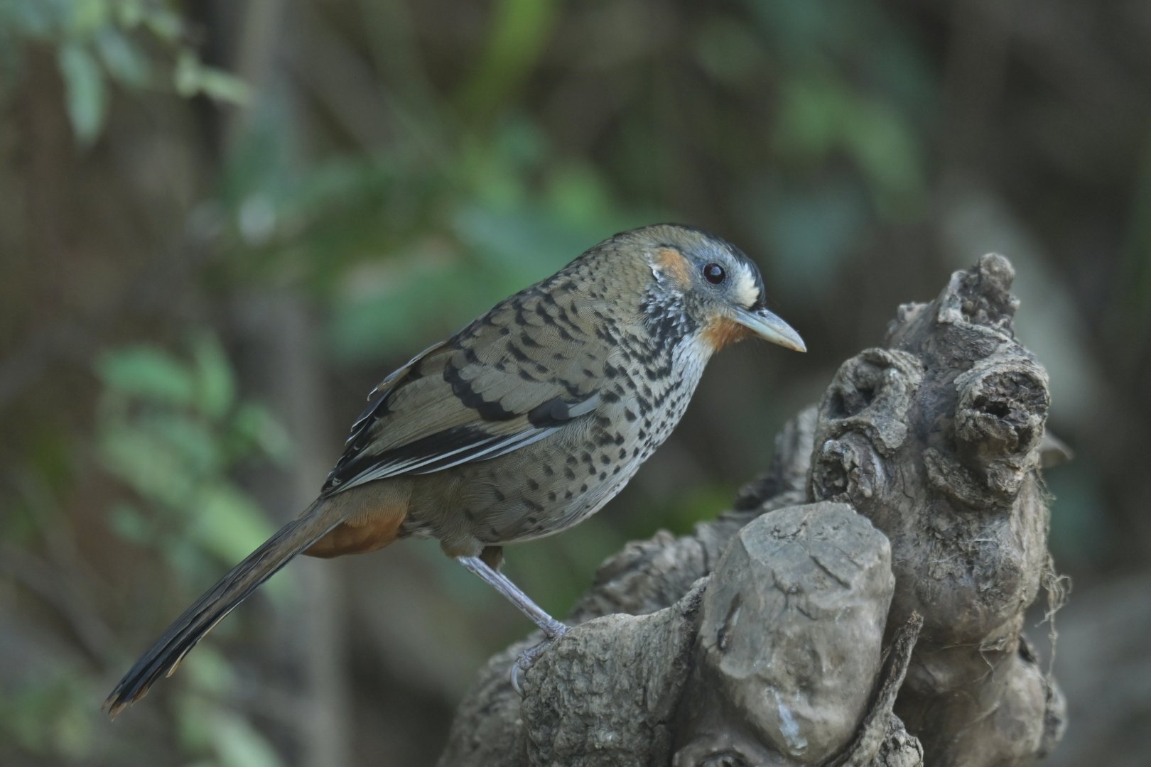 Rufous-chinned Laughingthrush Ianthocincla rufogularis