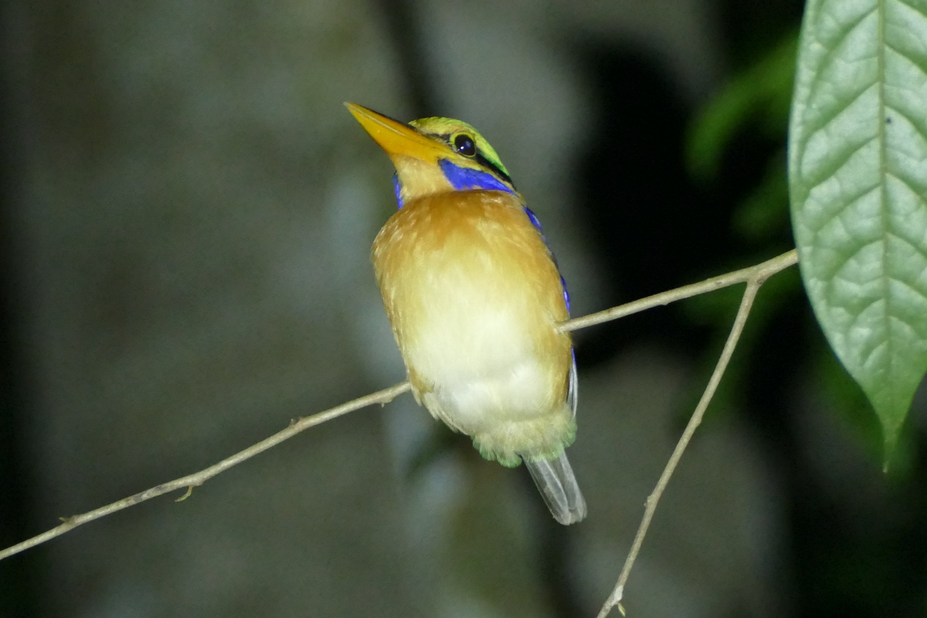 Rufous-collared Kingfisher - Taman Negara