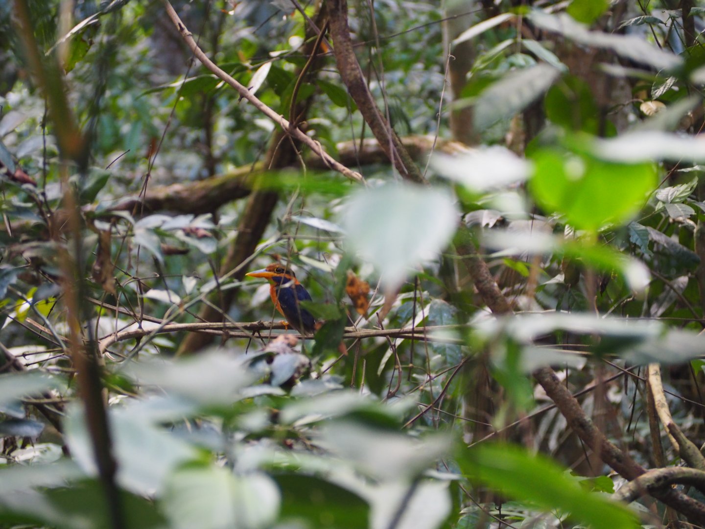 Rufous-collared Kingfisher