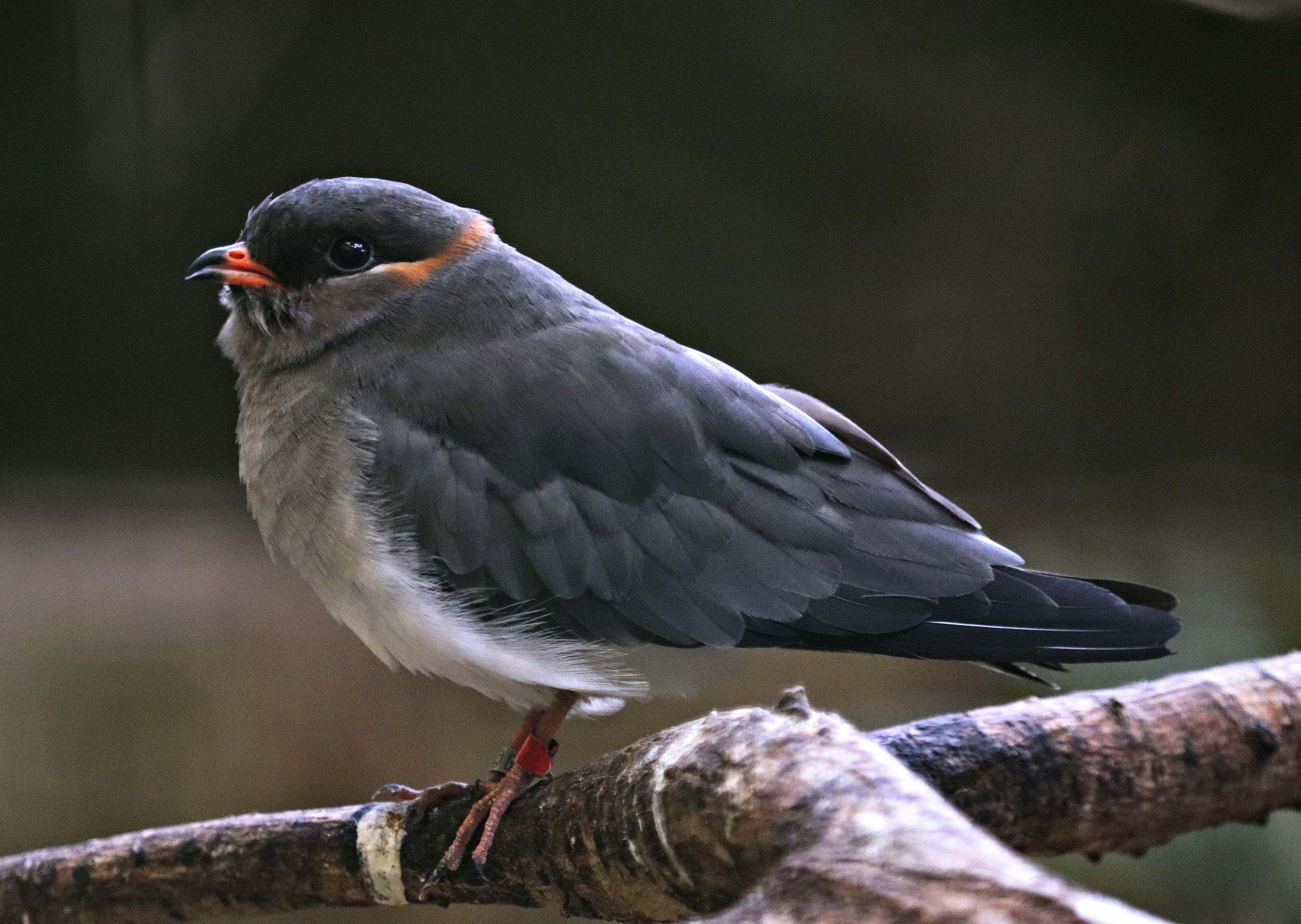 Rufous-collared pratincole (Glareola nuchalis liberiae) - Paradieshalle