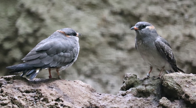 Rufous-collared pratincole (Glareola nuchalis liberiae)