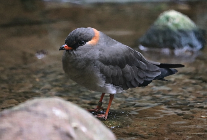 Rufous-collared pratincole (Glareola nuchalis liberiae)