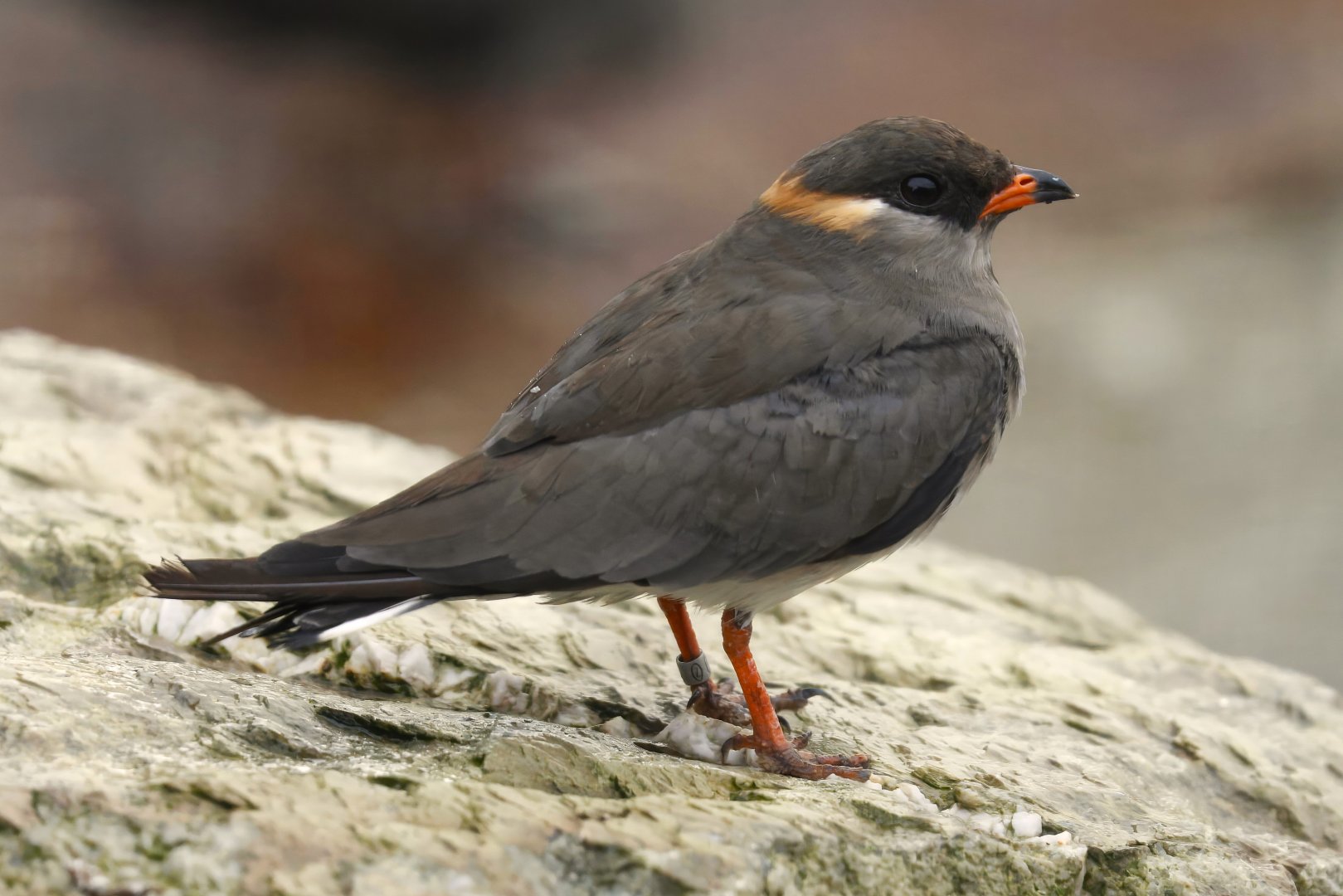 Rufous-collared pratincole