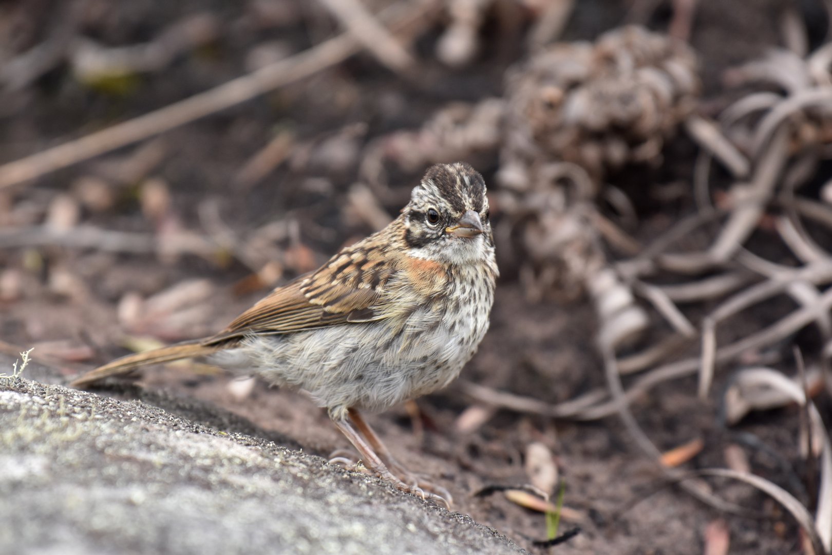 Rufous-collared Sparrow (Zonotrichia capensis)