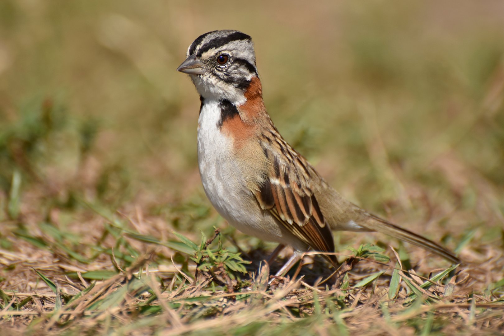 Rufous-collared Sparrow (Zonotrichia capensis)