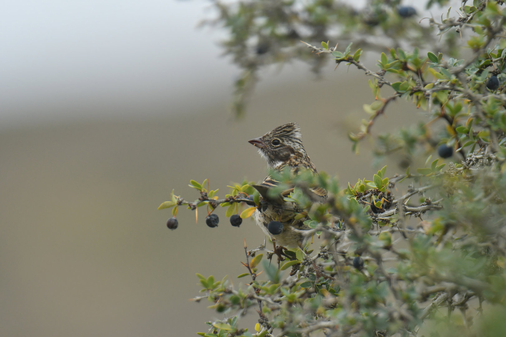 Rufous-collared Sparrow Zonotrichia capensis