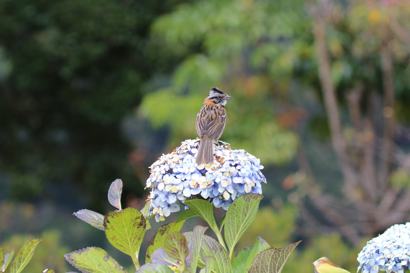 Rufous-collared Sparrow