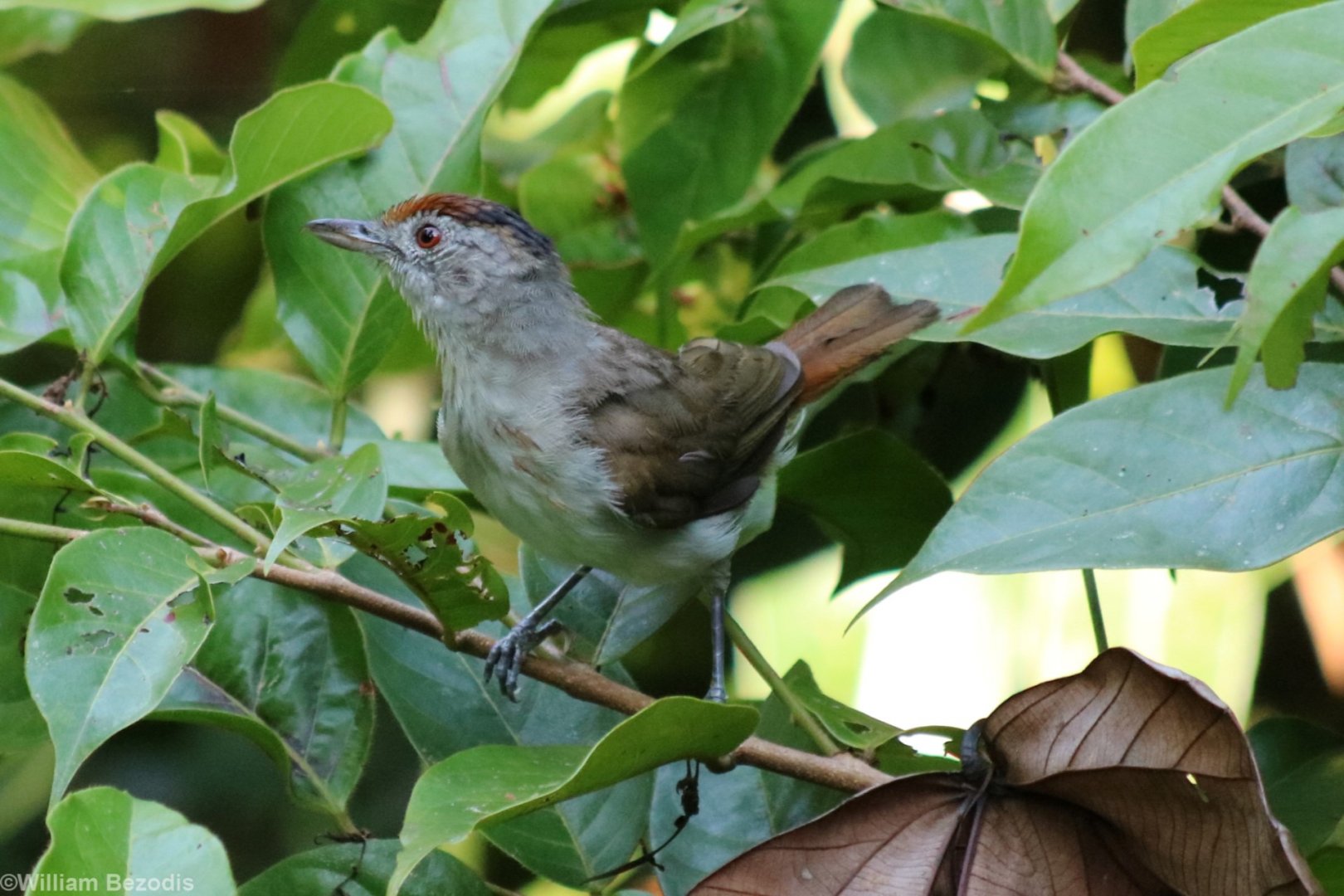 Rufous-crowned Babbler - Taman Negara