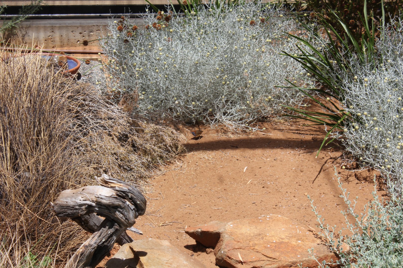Rufous-crowned Emu-wren (Stipiturus ruficeps)