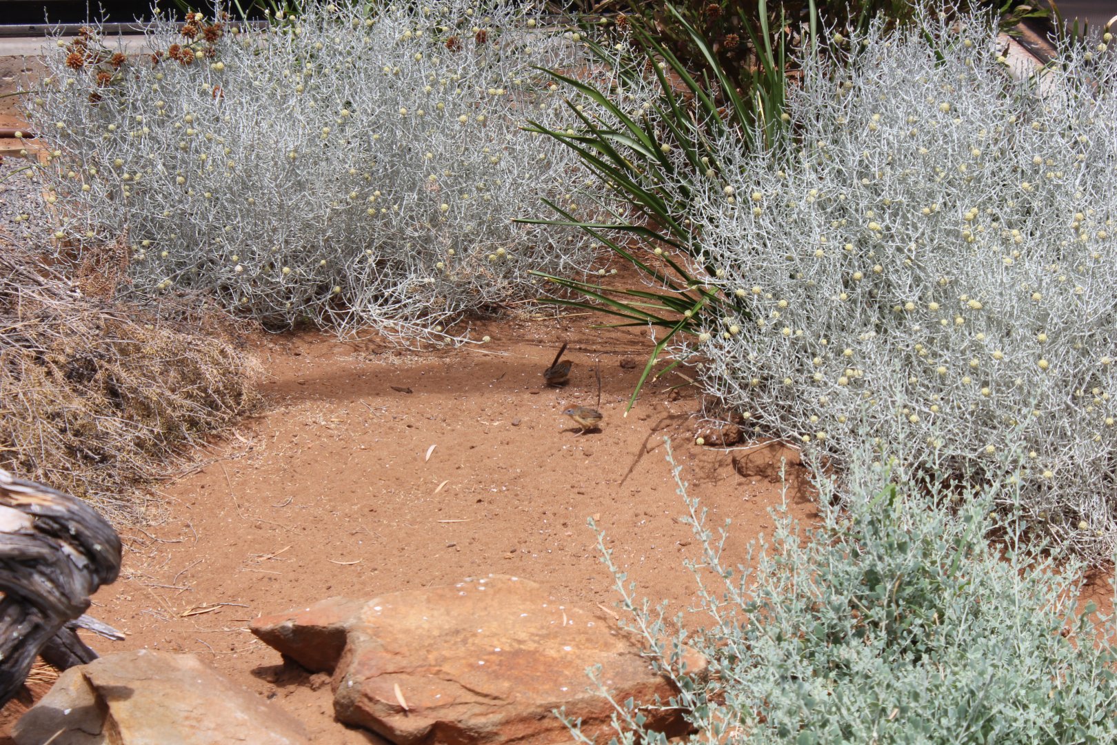 Rufous-crowned Emu-wren (Stipiturus ruficeps)