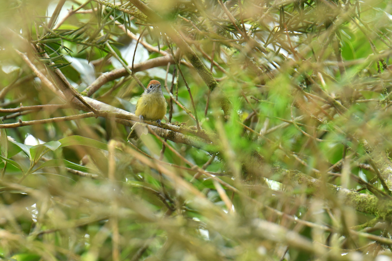 Rufous-crowned Greenlet Hylophilus poicilotis