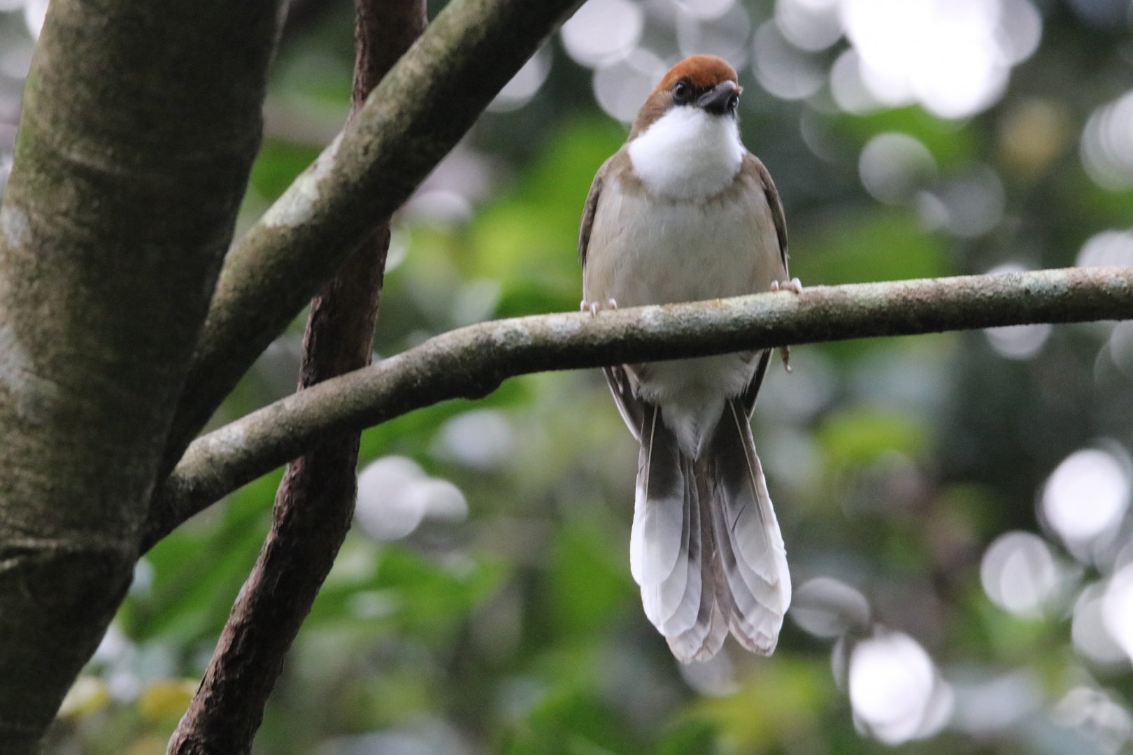 Rufous-crowned Laughingthrush (Pterorhinus ruficeps)