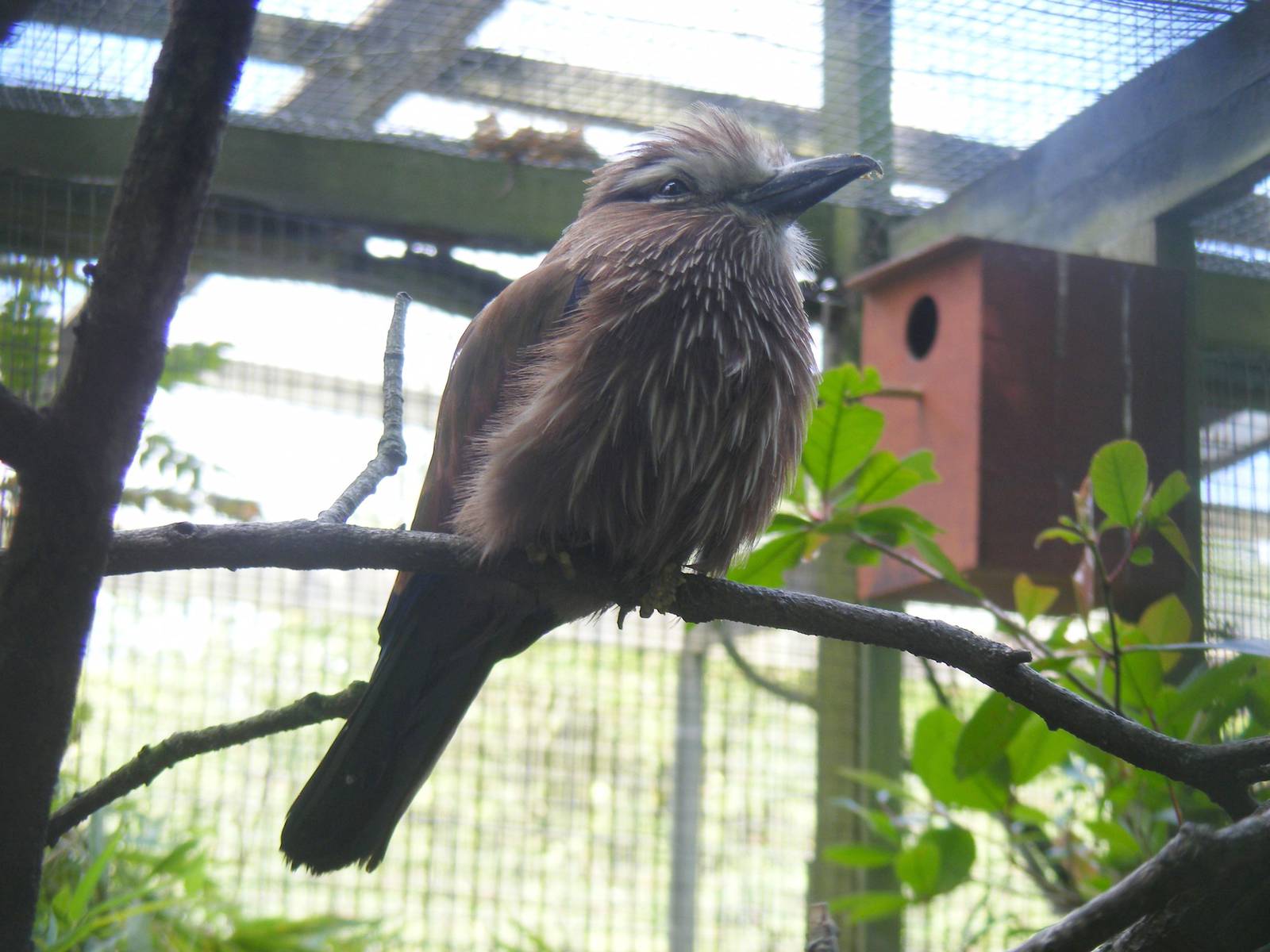 Rufous-crowned roller at Birdworld, 1 July 2011