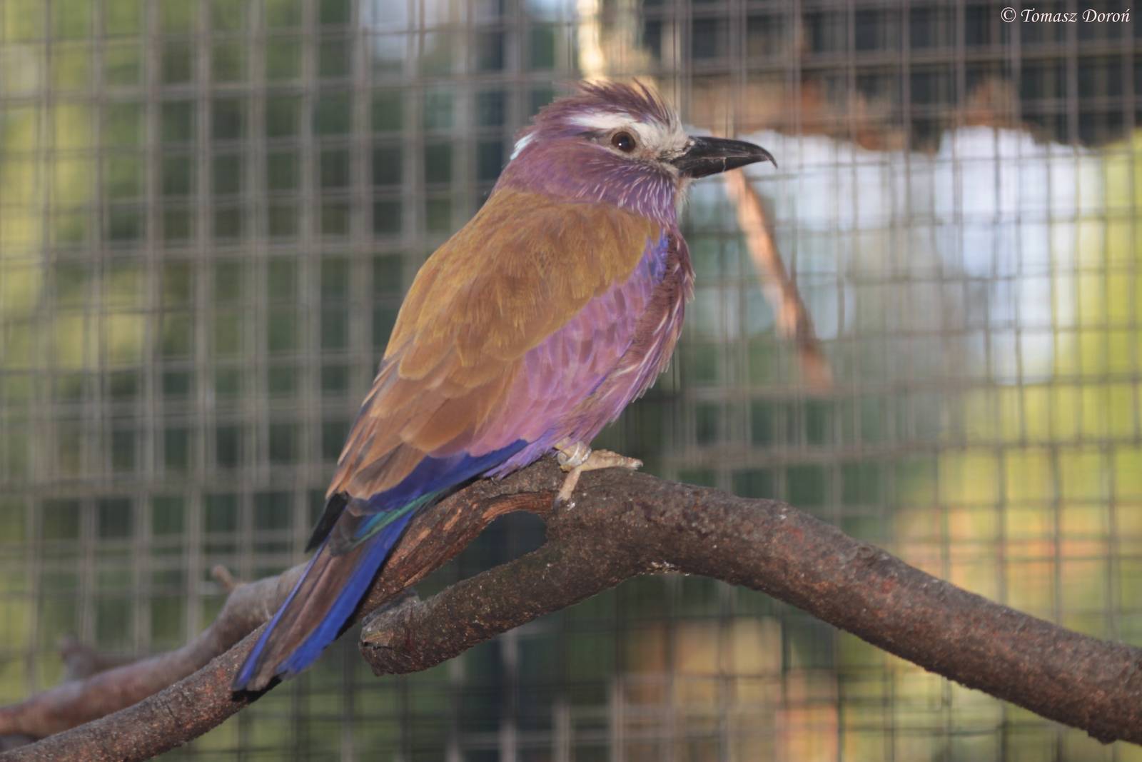 Rufous-crowned Roller (Coracias naevius)