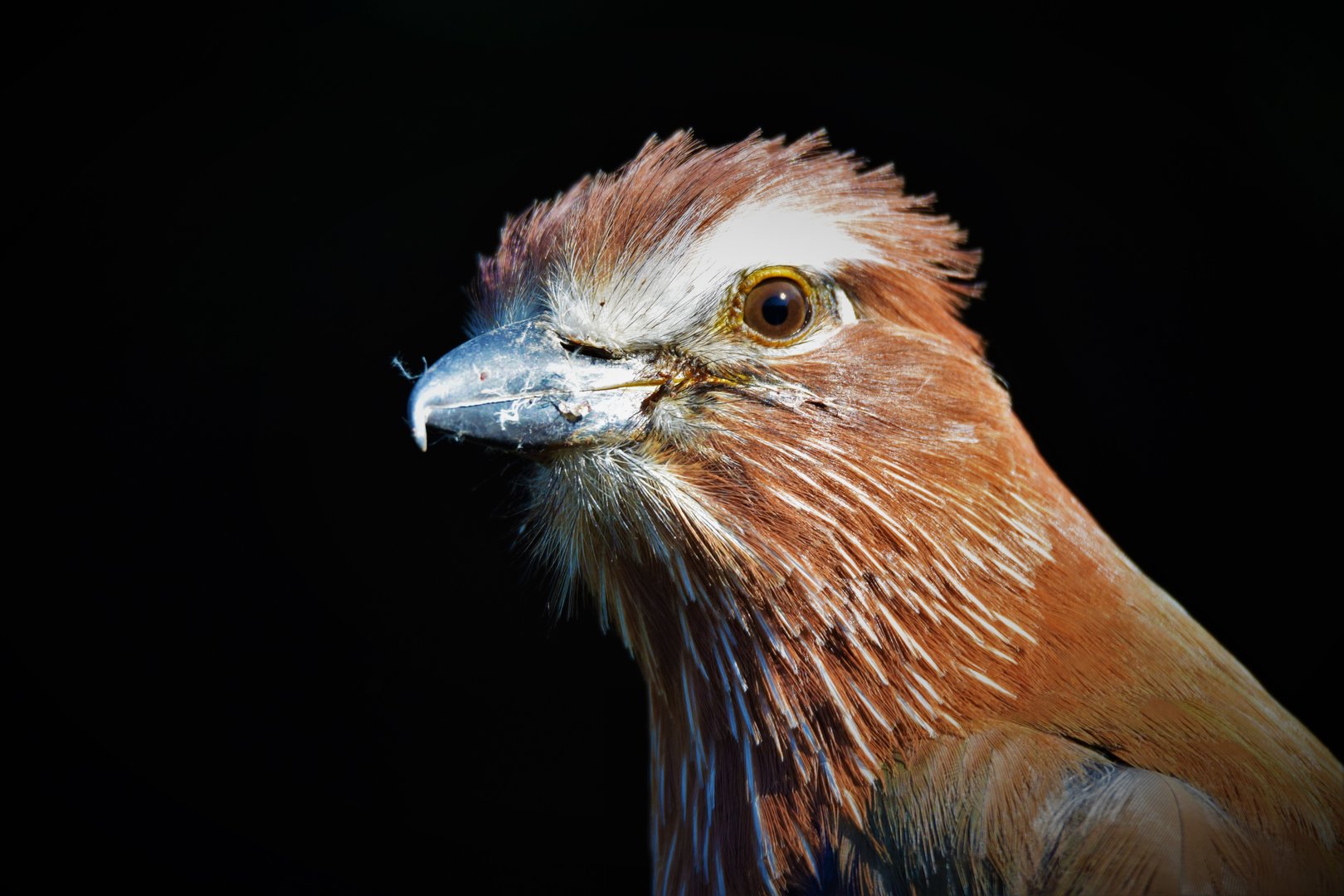 Rufous-Crowned Roller (Coracias naevius)