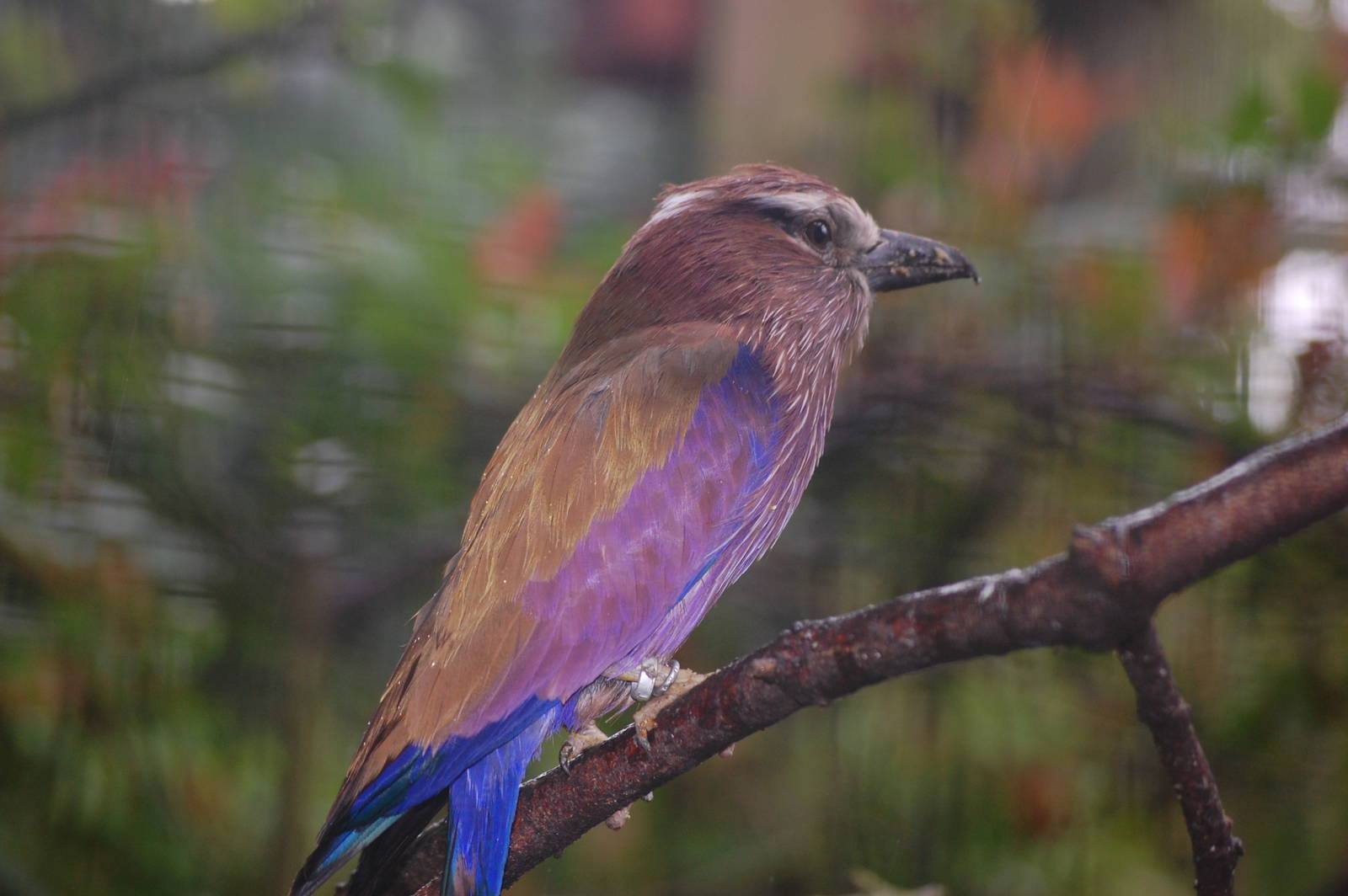 Rufous-crowned roller