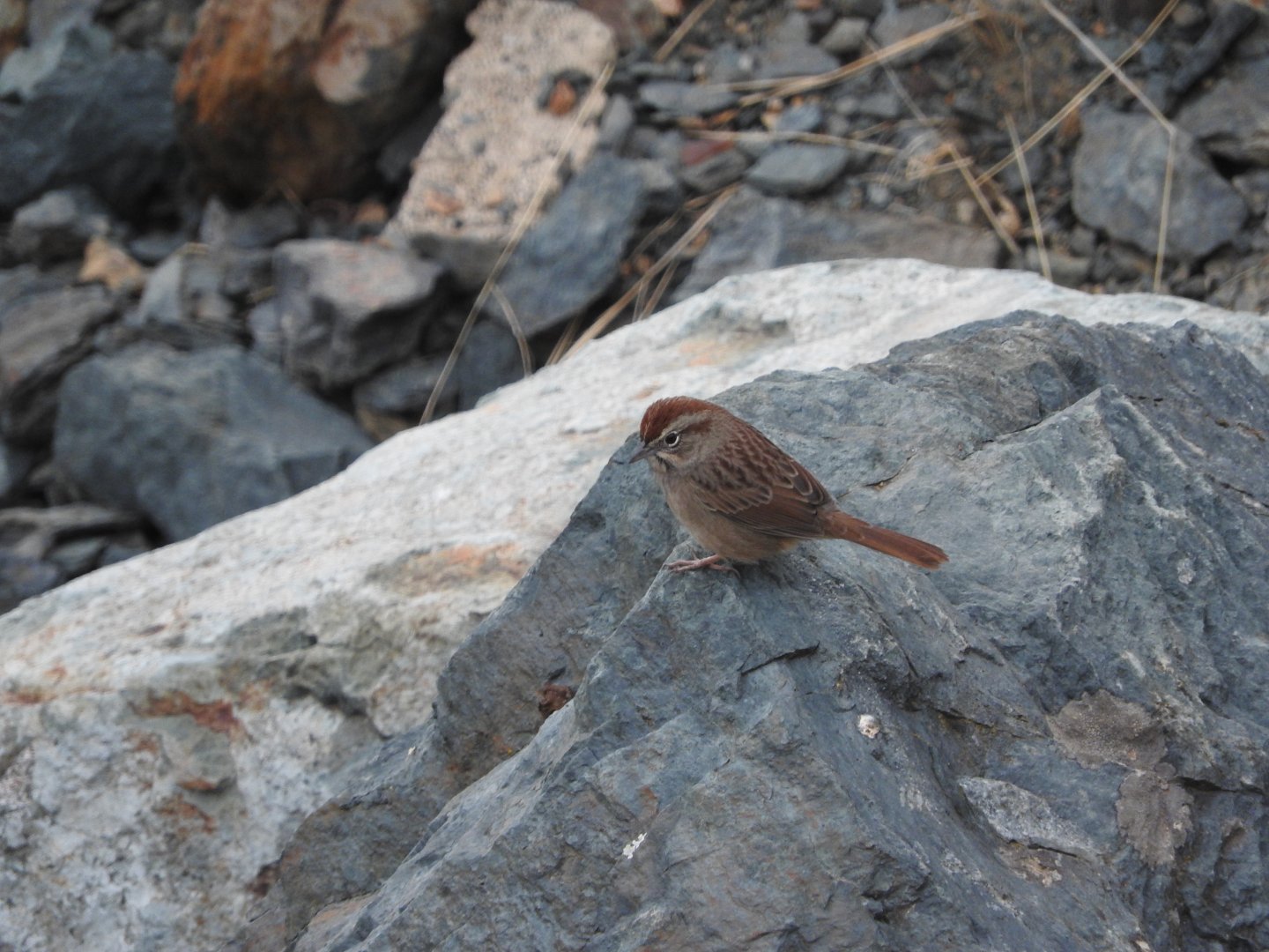 Rufous-crowned Sparrow