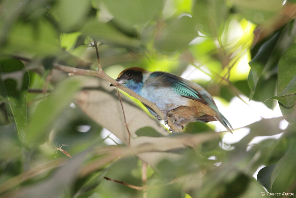 Rufous-crowned Tanager (Tangara cayana)