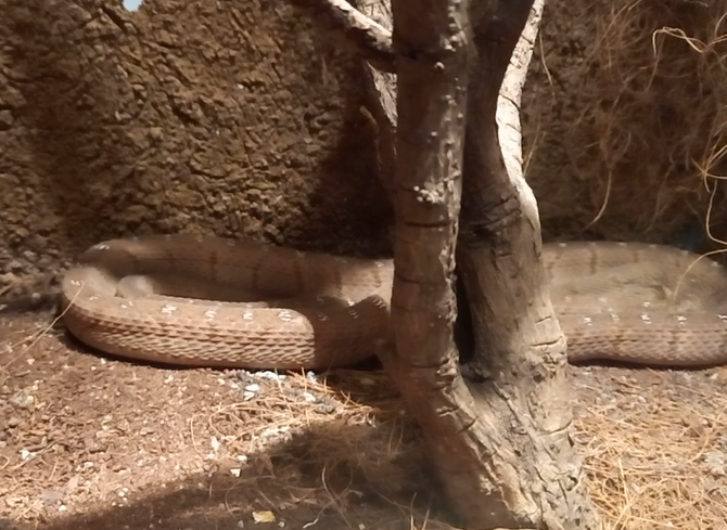 Rufous egg-eater - Dasypeltis medici