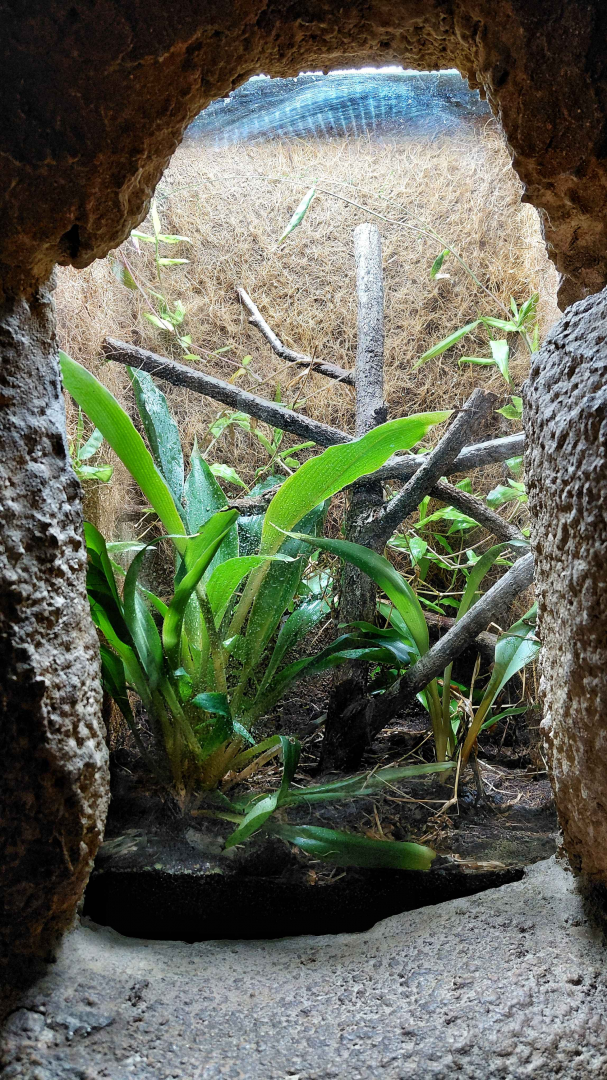 Rufous egg-eater exhibit