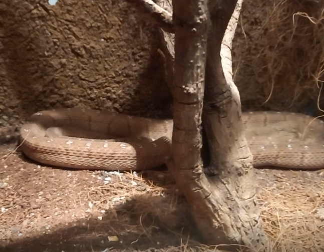 Rufous egg-eating snake - Dasypeltis medici