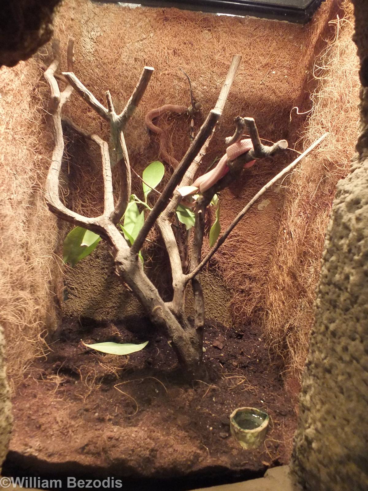 Rufous Egg-eating Snake Enclosure