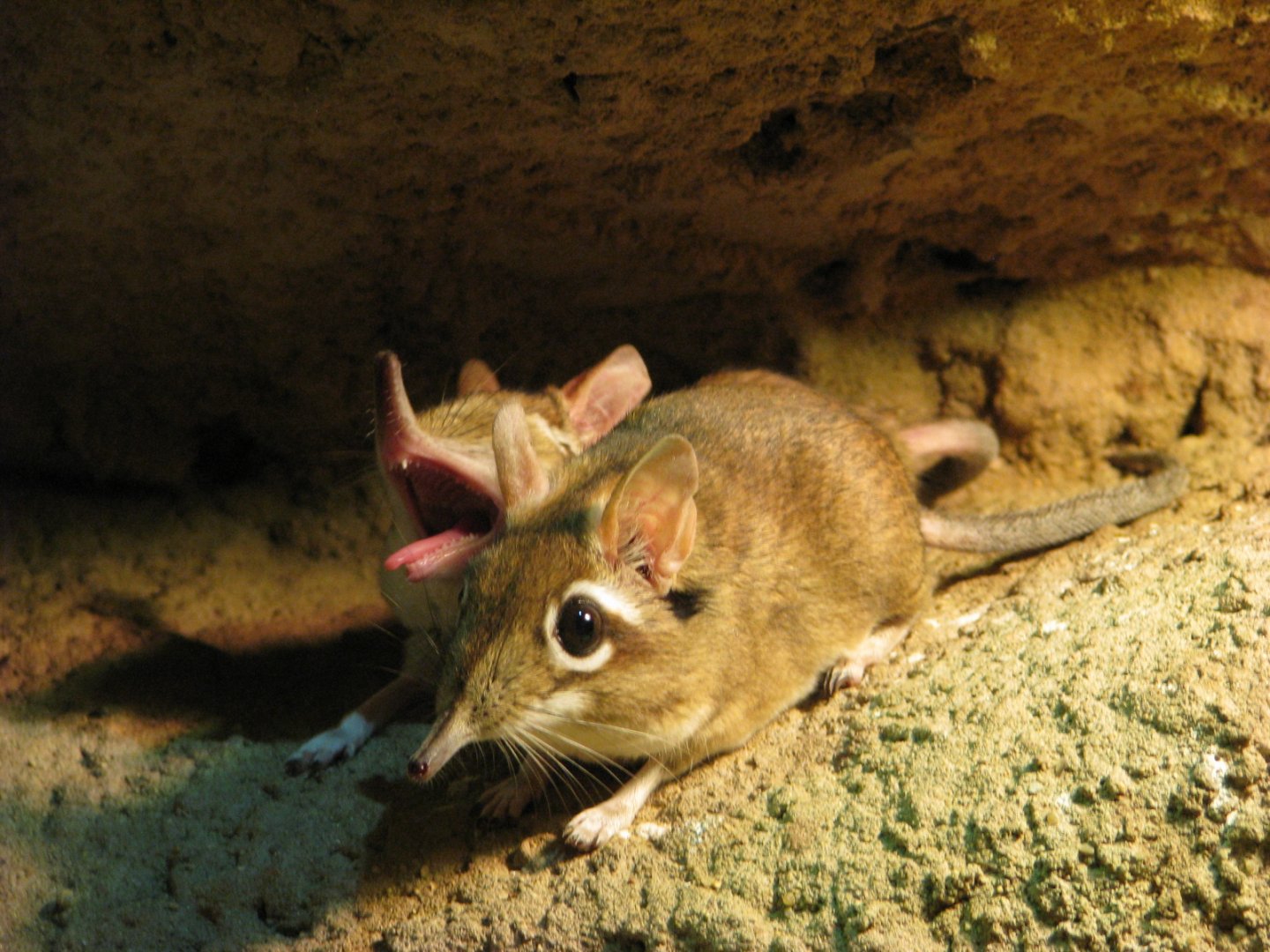 Rufous elephant shrew - April 2015