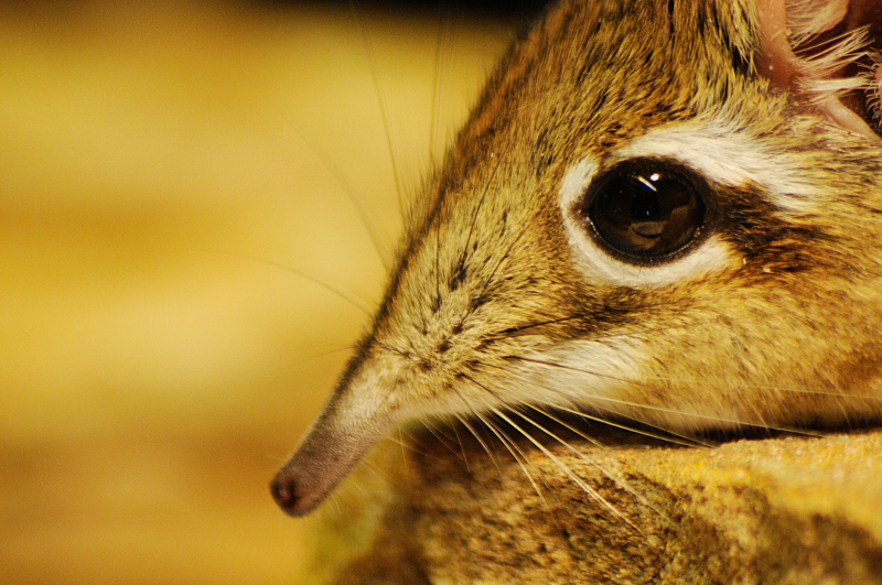 Rufous elephant shrew at Allwetterzoo