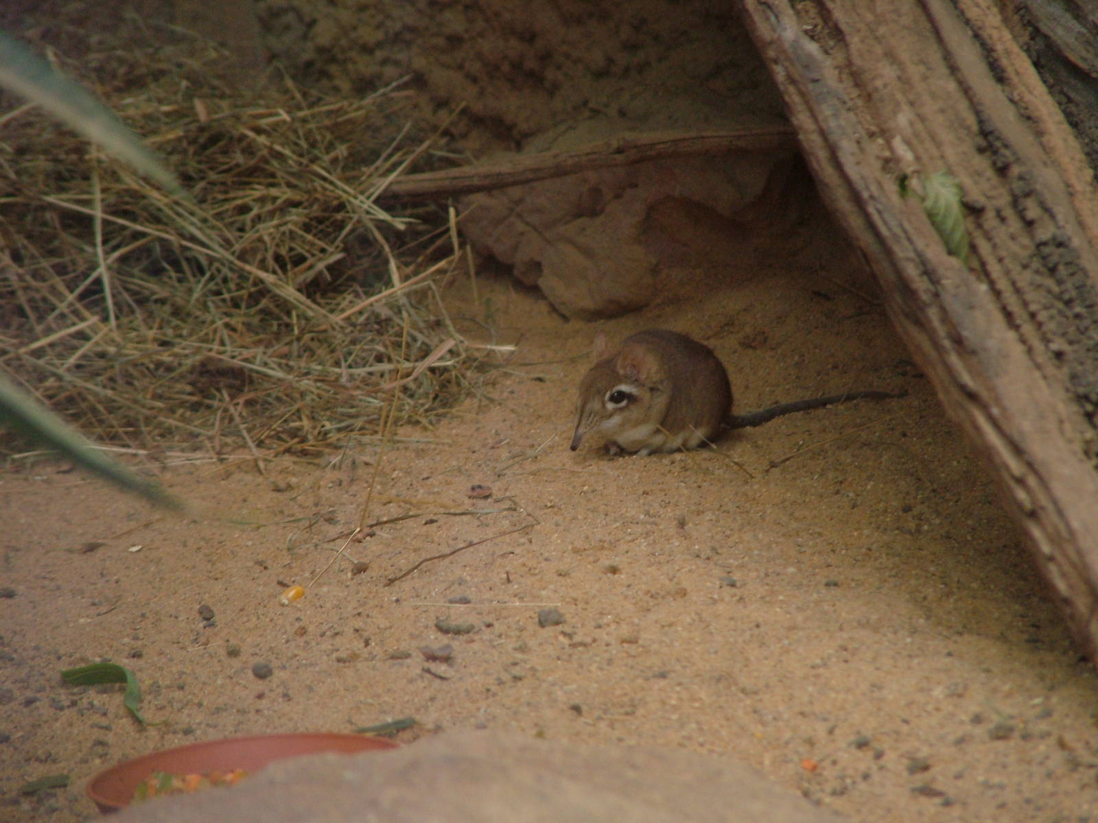 Rufous Elephant Shrew at Cologne, 07/09/10