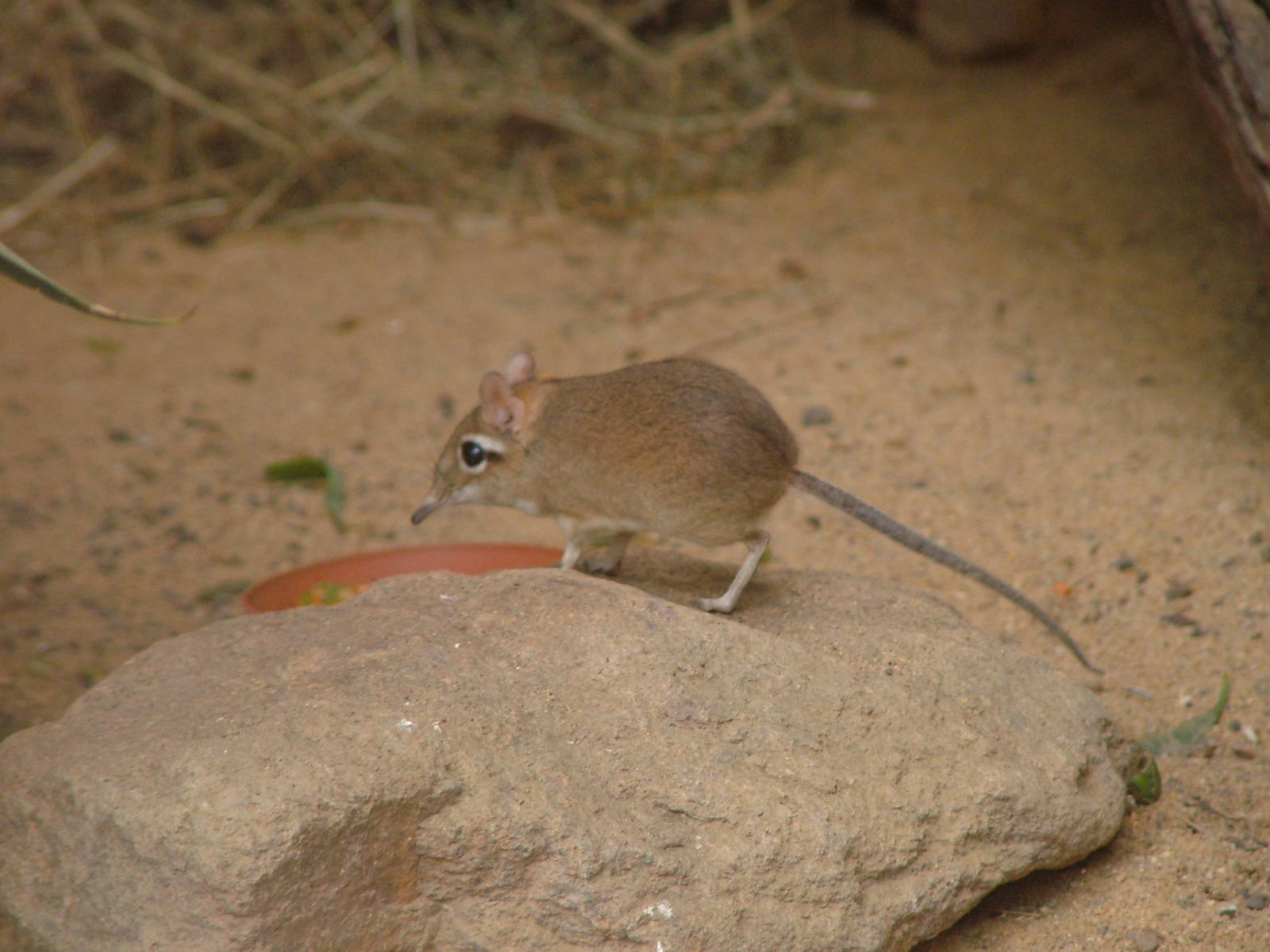 Rufous Elephant Shrew at Cologne, 07/09/10