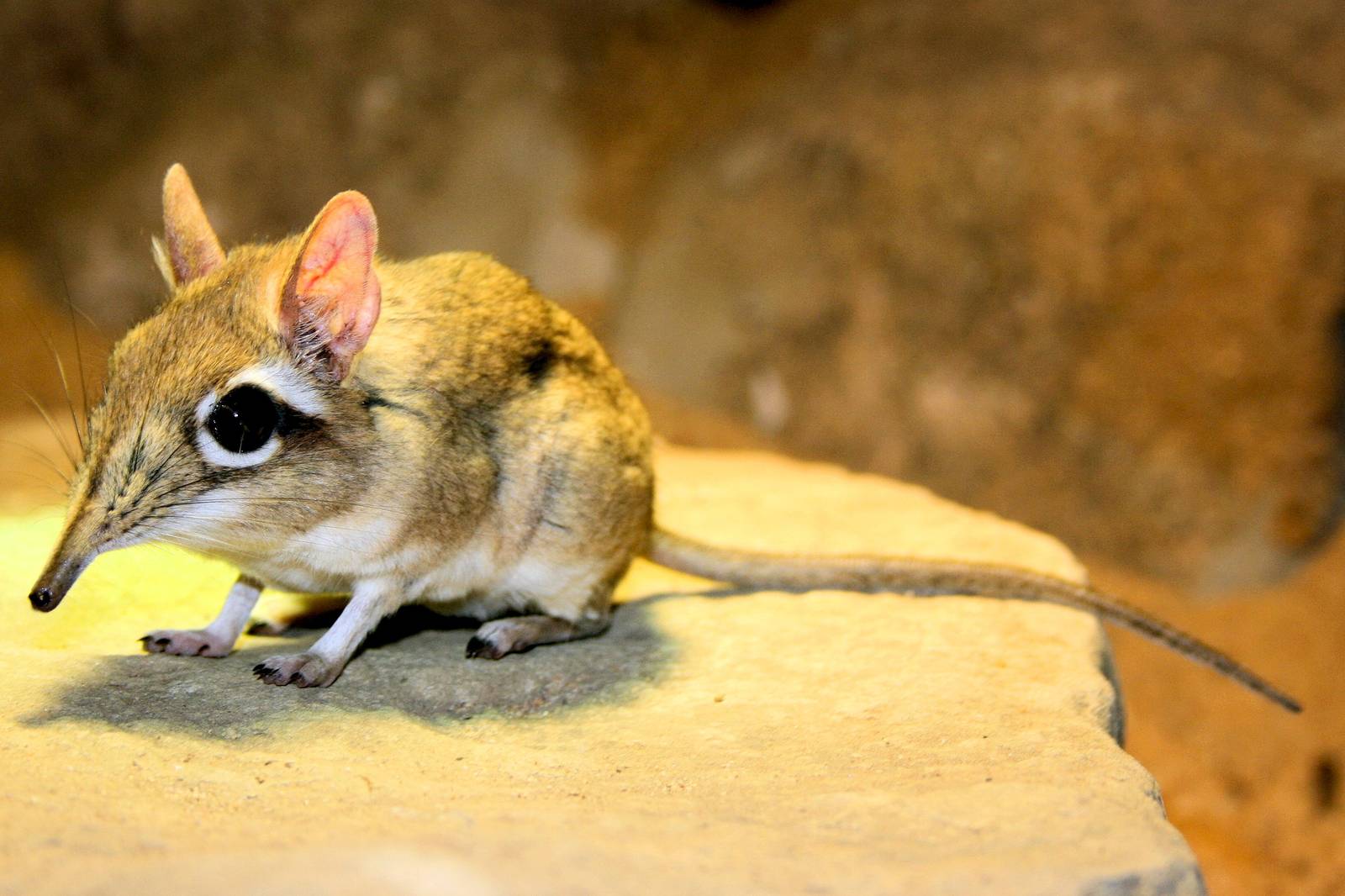 Rufous elephant shrew; Cologne; 5th September 2014