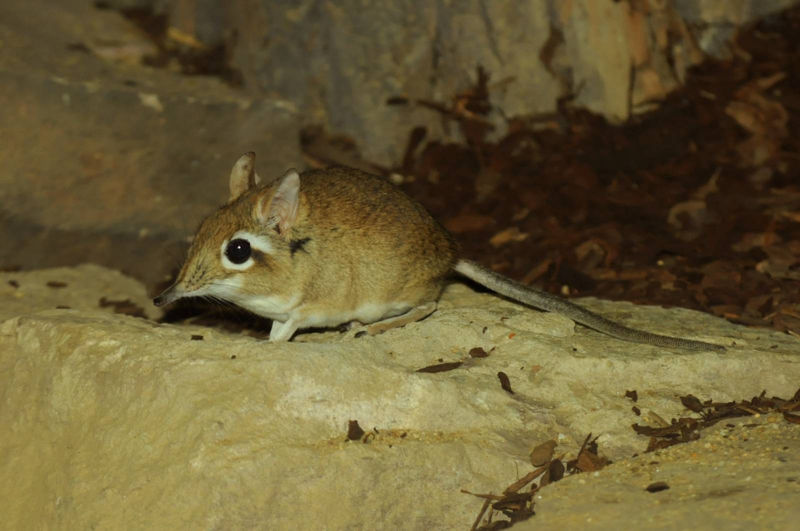 Rufous Elephant Shrew (Elephantulus rufescens)