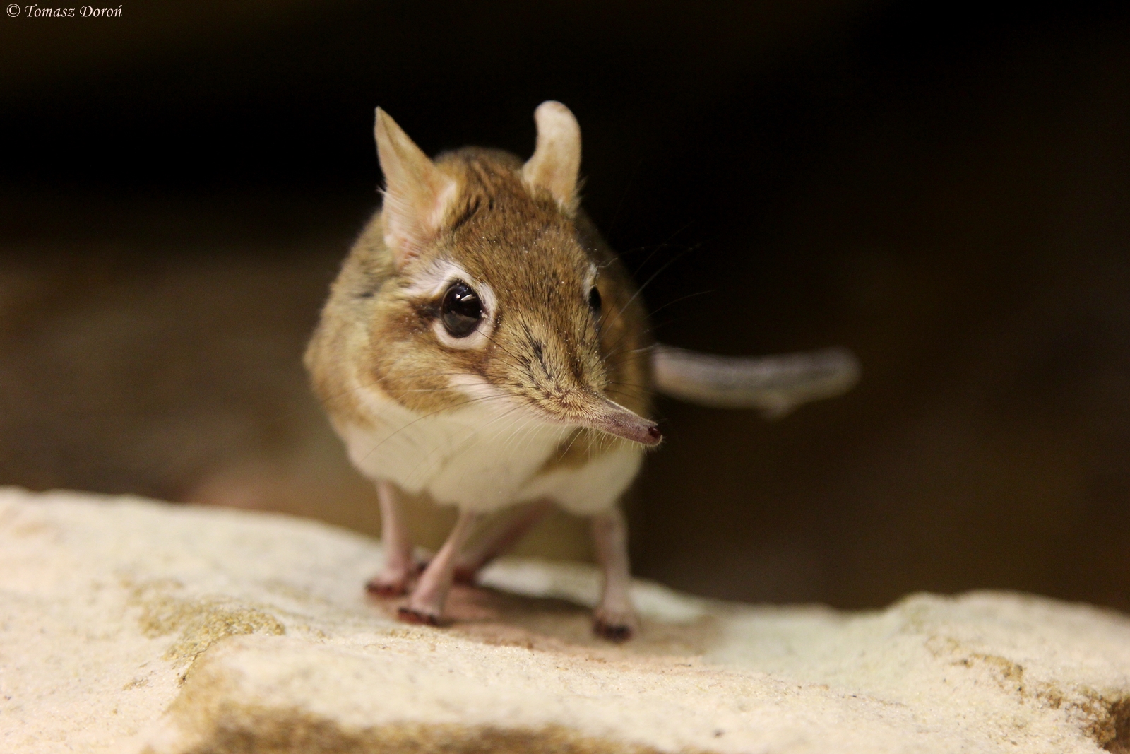 Rufous Elephant Shrew (Elephantulus rufescens)